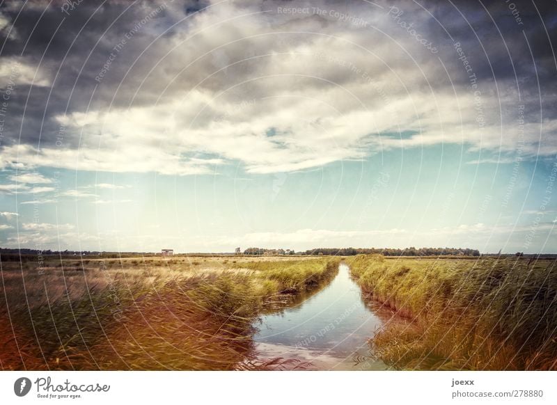 Water vein Nature Landscape Sky Clouds Horizon Summer Beautiful weather Field Bog Marsh Brook Blue Brown Multicoloured Gray Green Orange Calm Idyll Colour photo