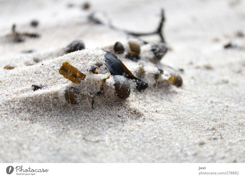 beach still life Environment Nature Plant Sand Coast Beach Brown Gray Black Algae Bushes Low tide Exterior shot Deserted Day Blur