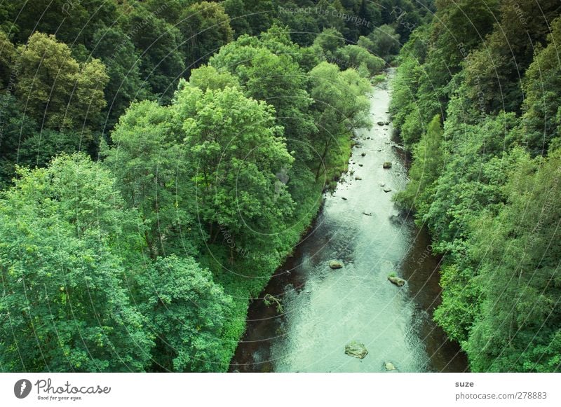 Triebtal in the Vogtland region Summer Environment Nature Landscape Plant Elements Water Climate Beautiful weather Tree Forest River Green Idyll Vogtlandkreis