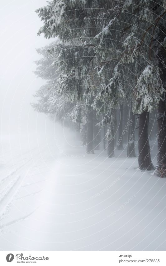 cooling down Environment Nature Landscape Winter Climate Climate change Weather Fog Ice Frost Snow Tree Forest Lanes & trails Freeze Cold Moody Black Forest