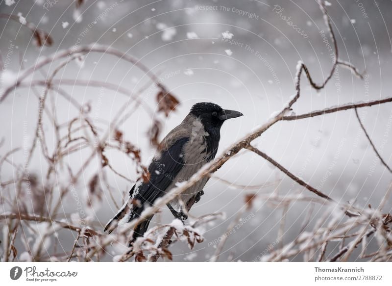 Crow in the snow Winter Weather Snowfall Animal Wild animal Bird Carrion crow 1 Sit Calm Esthetic Middle Raven birds Colour photo Exterior shot Copy Space left