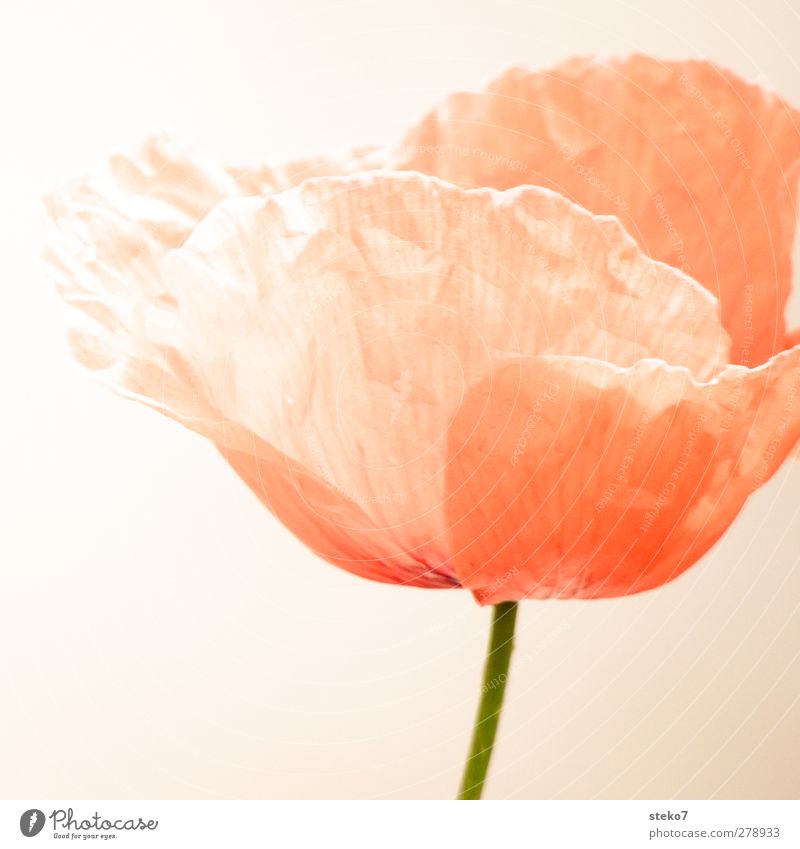 not crease-resistant Blossom Poppy blossom Green Orange Red Fragile Stalk Wrinkled Delicate Subdued colour Exterior shot Detail Deserted Isolated Image