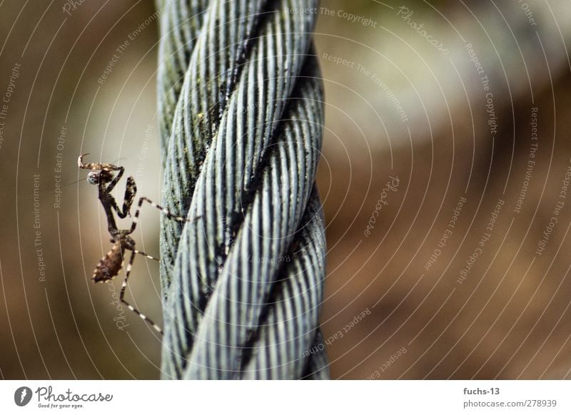 praying mantis Environment Nature Animal Wild animal Insect Praying mantis Mantids steel cable Rope 1 Esthetic Exotic Brown Pride Conceited Colour photo