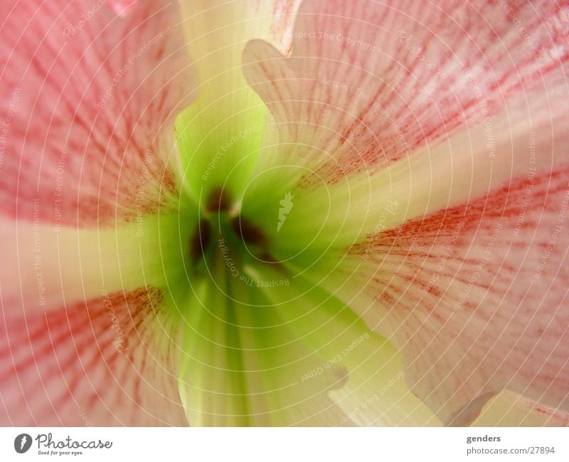 bluming Flower Multicoloured Detail Macro (Extreme close-up)