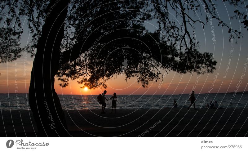 Sunset at the Mediterranean Sea near Zadar (Croatia) Human being Landscape Water Sky Horizon Sunrise Summer Warmth Tree Coast Ocean Relaxation Contentment