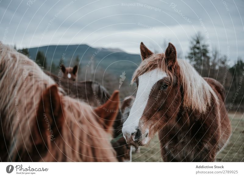 Funny horses on meadow Horse Meadow pasturing Pyrenees Field Tree Hill Clouds Sky Mountain Beautiful Mammal Animal equine Mane mare Breed Pony Domestic Head