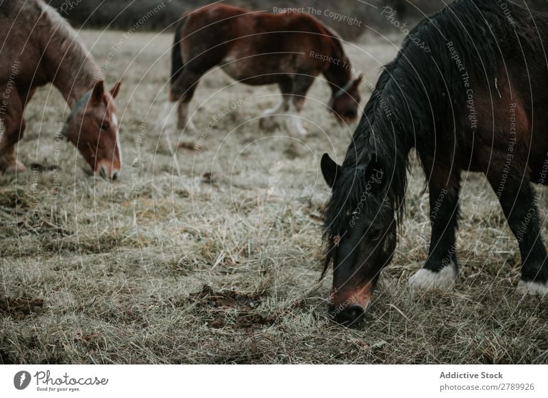 Funny horses on meadow Horse Meadow pasturing Pyrenees Field Tree Hill Clouds Sky Mountain Beautiful Mammal Animal equine Mane mare Breed Pony Domestic Head