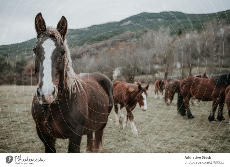 Funny horses on meadow Horse Meadow pasturing Pyrenees Field Tree Hill Clouds Sky Mountain Beautiful Mammal Animal equine Mane mare Breed Pony Domestic Head