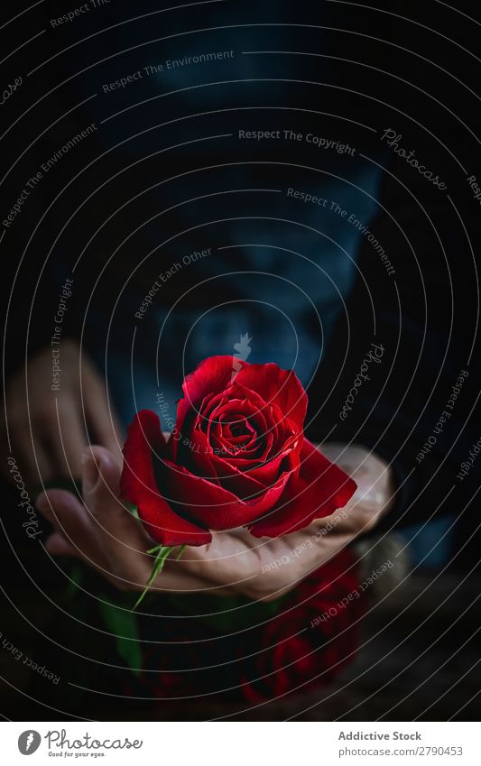 Unrecognizable woman making a bouquet of red roses Hand Rose Flower Woman Background picture Dark Card Blossom leave Red valentine Anniversary