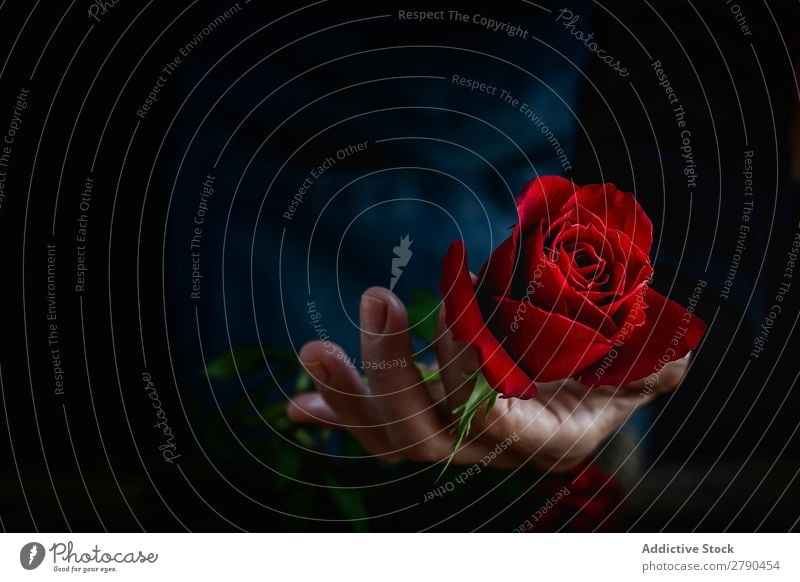 Unrecognizable woman making a bouquet of red roses Hand Rose Flower Woman Background picture Dark Card Blossom leave Red valentine Anniversary