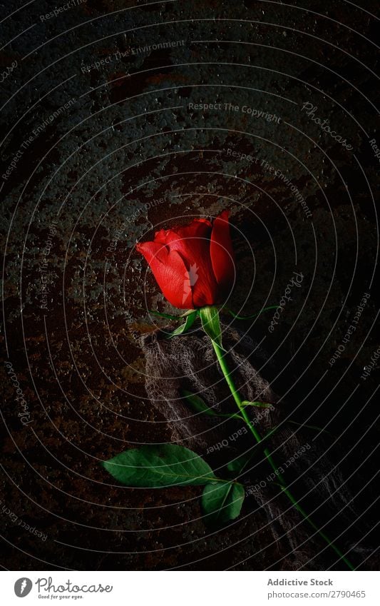 red roses with dark background Pink Rose Flower Dry Background picture Dark Card Blossom leave Red valentine Anniversary Feasts & Celebrations Love Romance