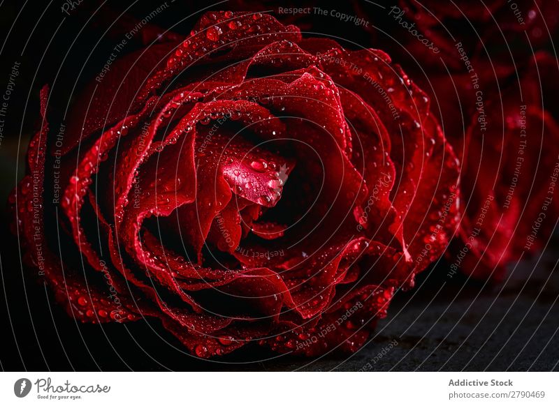 Red roses with dark background Pink Rose Flower Background picture Dark Card Blossom leave valentine Anniversary Feasts & Celebrations Love Romance Natural