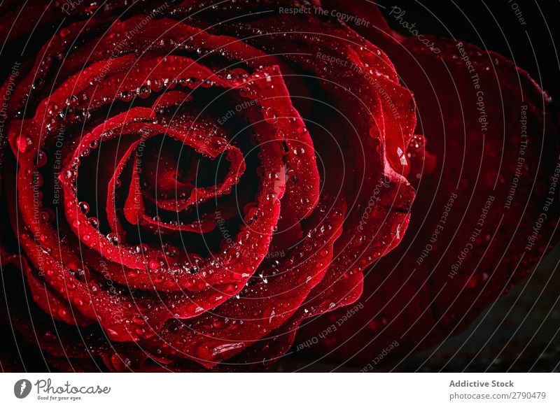 Red roses with dark background Pink Rose Flower Background picture Dark Card Blossom leave valentine Anniversary Feasts & Celebrations Love Romance Natural