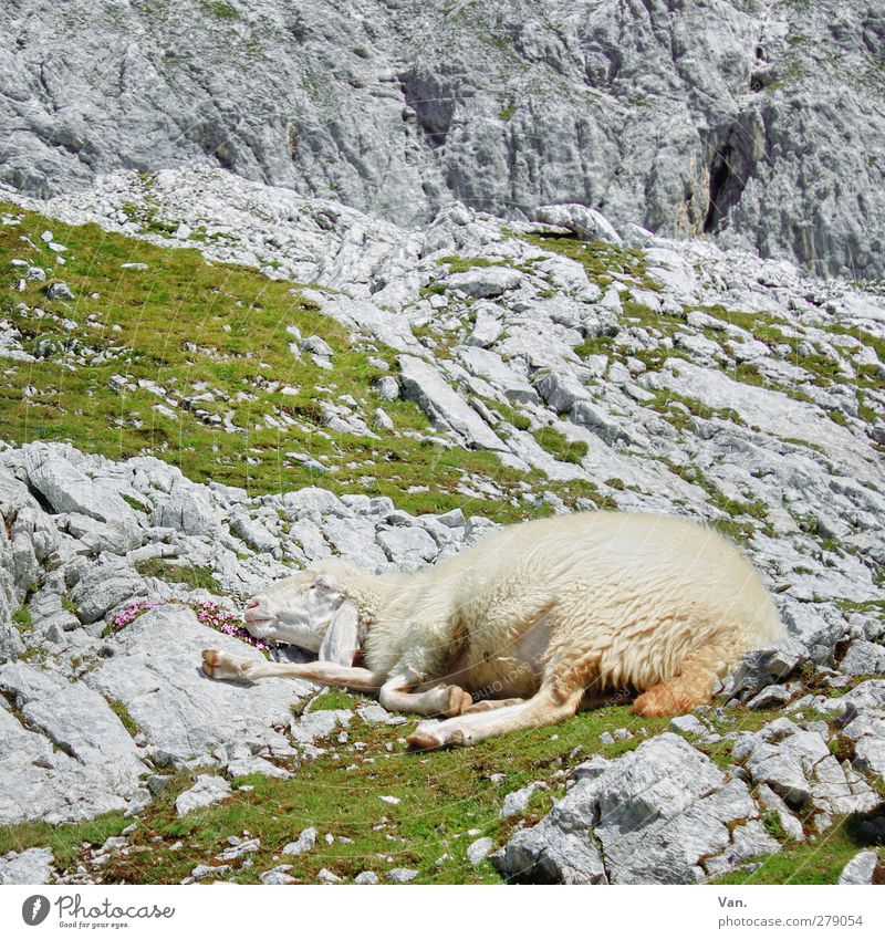 sapling Nature Summer Grass Rock Alps Mountain Animal Farm animal Pelt Sheep 1 Sleep Gray Restful Siesta Colour photo Multicoloured Exterior shot Deserted Day