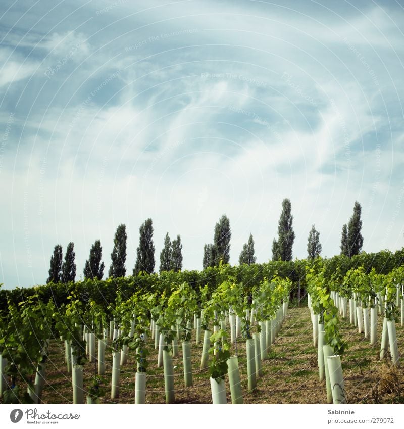 Franconian vineyard #02 Environment Nature Landscape Earth Sky Clouds Sun Summer Climate Beautiful weather Plant Agricultural crop Vine Vineyard Poplar