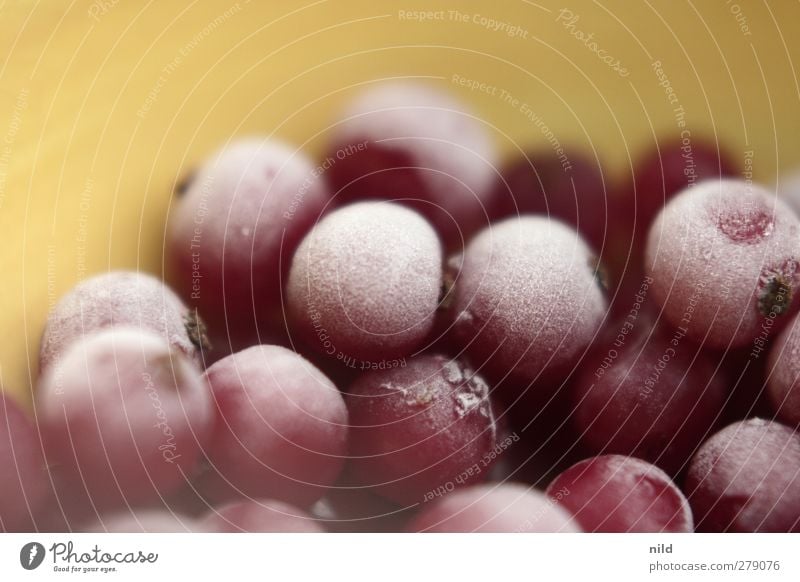 Red currants (frozen on a yellow background) Food Fruit Redcurrant Nutrition Organic produce Vegetarian diet Sour Frozen Ice Ice crystal Frozen foods Thaw