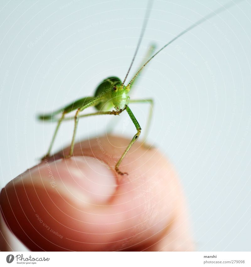 Mister Schreck Animal 1 Green Locust Smooth Animal foot Feeler Small Insect garden dwellers Fingers Beautiful Colour photo Interior shot Close-up Detail