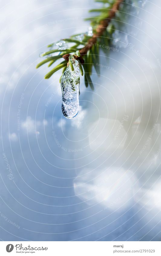 Dreamy ice cream cone in winter cold light and color Winter Nature Ice Frost Fir needle spruce needles Glittering Hang Illuminate Uniqueness Cold Small Blue