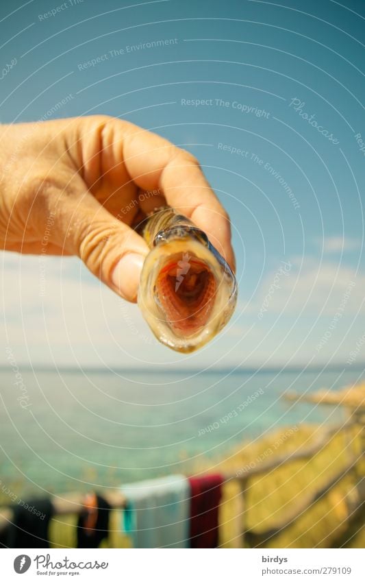 Wide open Summer Ocean Hand Sky Beautiful weather Coast Fish Fish mouth To hold on Threat Bright Warmth Enthusiasm Success Open Gullet Prey Fishing (Angle)