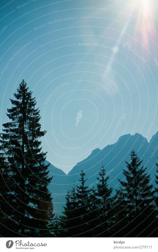 Zugspitze massif in backlight with fir trees in front. Nature Zugspitze Massif Cloudless sky Sunlight Summer Fir tree Coniferous trees Alps Mountain Peak