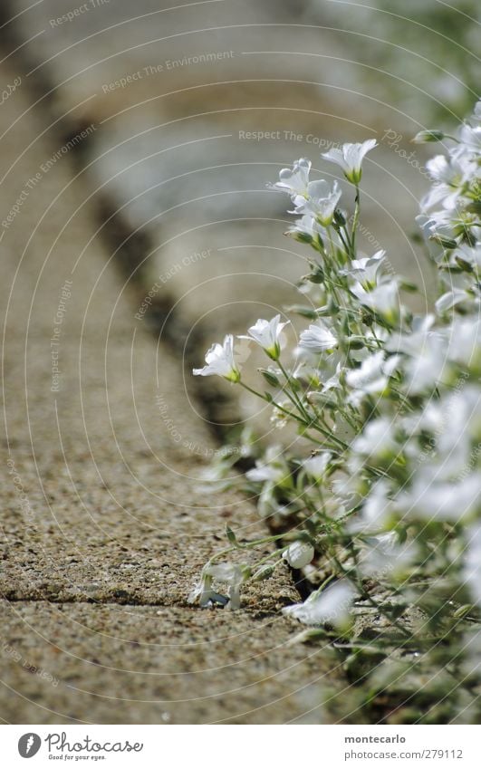 Stroll.... Environment Nature Plant Summer Beautiful weather Flower Leaf Blossom Foliage plant Wild plant Stone Fragrance Thin Authentic Simple Natural Warmth