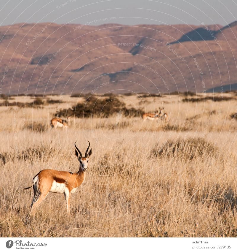 Renewed decorative standing around Environment Nature Landscape Beautiful weather Desert Animal Wild animal Group of animals Herd Pack Stand Gazelle Steppe