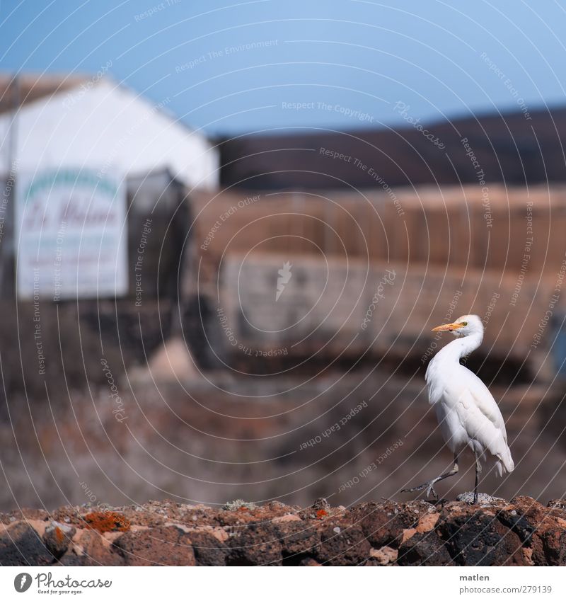 farm Small Town Deserted House (Residential Structure) Wall (barrier) Wall (building) Animal Bird Paw 1 Blue Brown White Contentment Self-confident "Herons,"