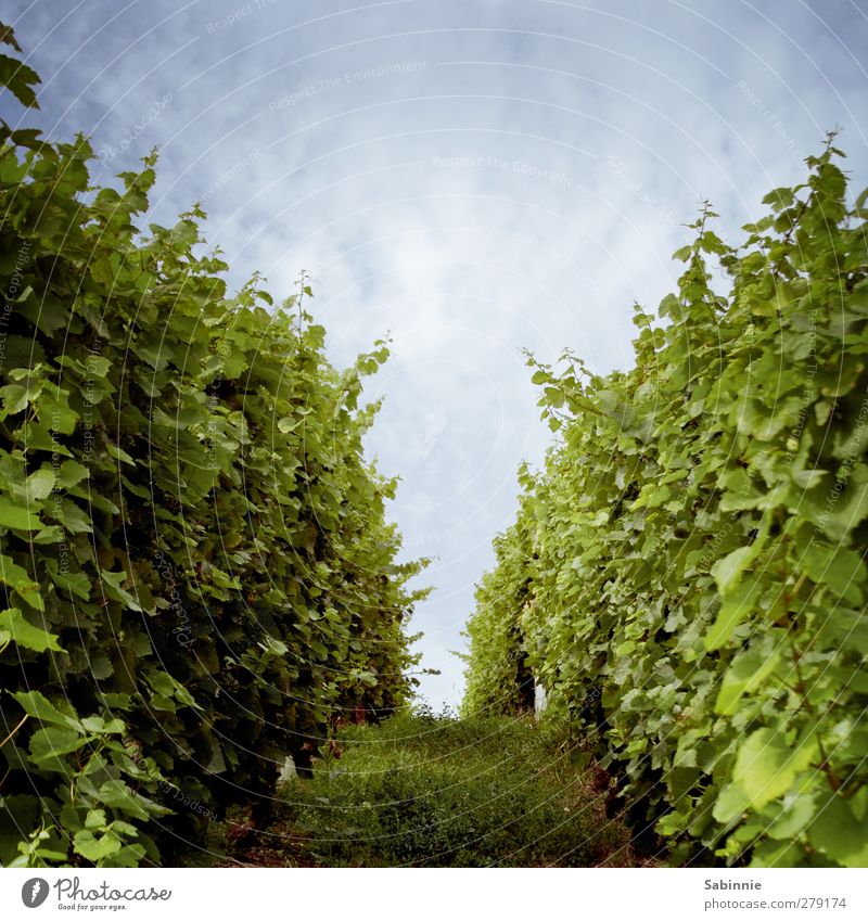 Franconian vineyard #03 Environment Nature Landscape Earth Sky Clouds Sun Summer Climate Beautiful weather Plant Agricultural crop Vineyard Arrangement grow