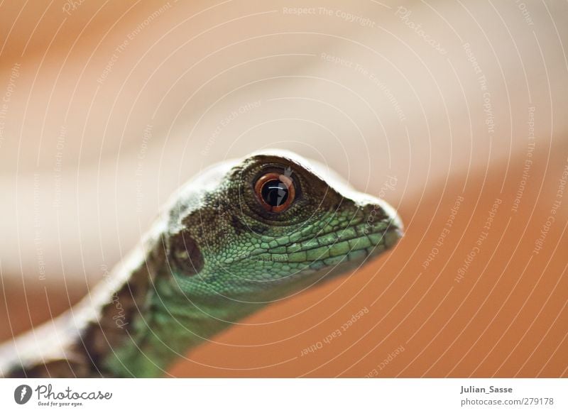 Reptile in portrait Animal Animal face Zoo 1 Exceptional Saurians Reptile eye Lizards Eye colour Reptiles coarse skin Exterior shot