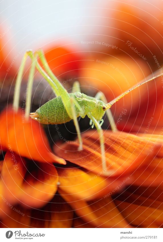 grasshopper Plant Animal Flower Garden 1 Green Orange Locust Insect Small Feeler animal legs Gerbera Colour photo Exterior shot Close-up Detail