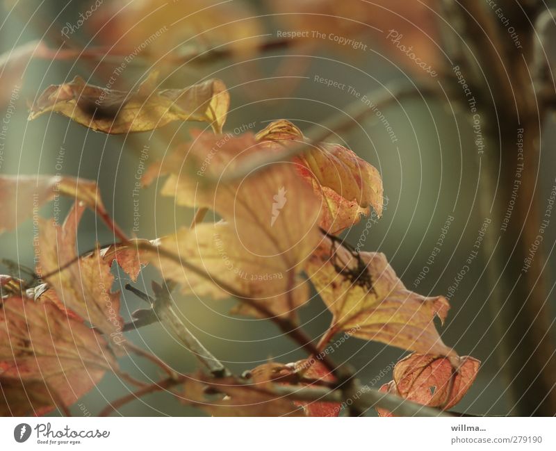 Gentle transience Autumn Tree Twigs and branches Leaf Faded To dry up Transience Smooth Limp Autumn leaves Subdued colour wither pass Nature flora