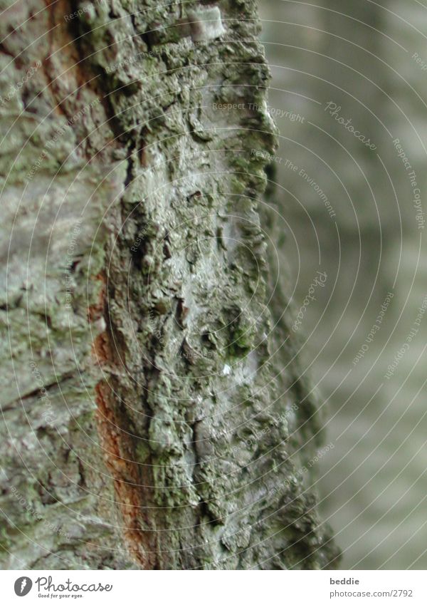 bark Tree Tree bark Volcanic crater Structures and shapes