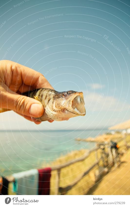 freshly caught Fishing (Angle) Summer vacation Hand Sky Coast Ocean Adriatic Sea 1 Animal To hold on Authentic Threat Beautiful Wild Enthusiasm