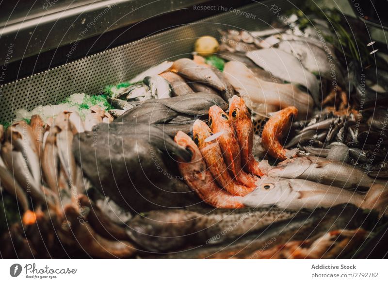 Different fresh fishes on market stall Fish Set Markets Stall Chechaouen Morocco Collection Fresh Window Food Meal Seafood Gourmet Healthy Ingredients Ocean