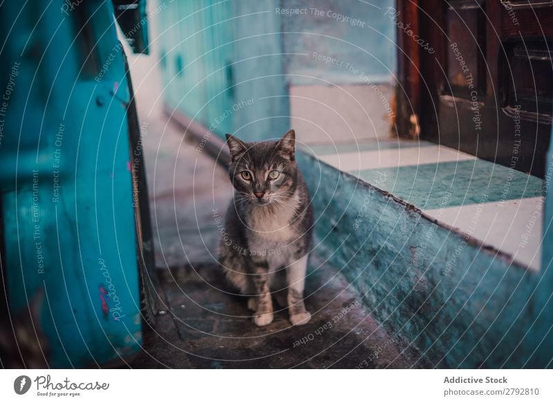 Cat looking at camera on street Street Animal Stray Pet Fur coat Kitten Youth (Young adults) Cute Mammal Beautiful Town Chechaouen Morocco Domestic Appetite