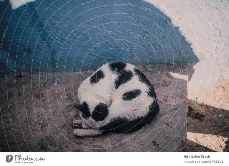 Abandoned dirty cat on road Cat Homeless Street Animal Stray Pet Fur coat Kitten Youth (Young adults) Cute Mammal Beautiful Town Chechaouen Morocco Domestic