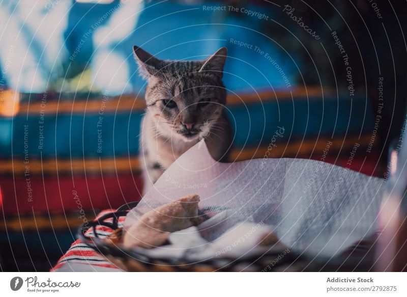 Cat on table Table Chechaouen Morocco Gray Plate Glass Domestic Beautiful Whiskers Woman Animal Cute Pet Friendship Noble Mammal Kitten Playful Purebred Purr