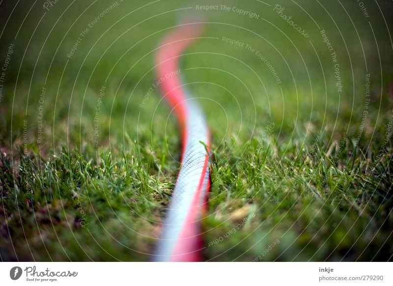 Life in the allotment garden is really exciting... Garden Gardening Summer Grass Meadow Garden hose Lie Long Near Green Red Wiggly line Irrigation Colour photo