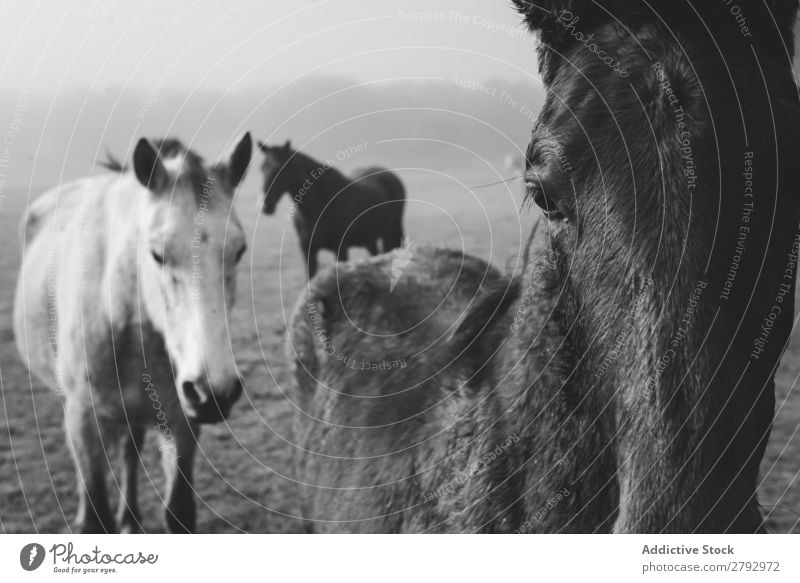 Horses on meadow in fog Meadow Fog Animal Field equine Light Dark Beautiful Mammal Mane mare Breed Pony Domestic Grass Head Stable Farm Wonderful Considerate