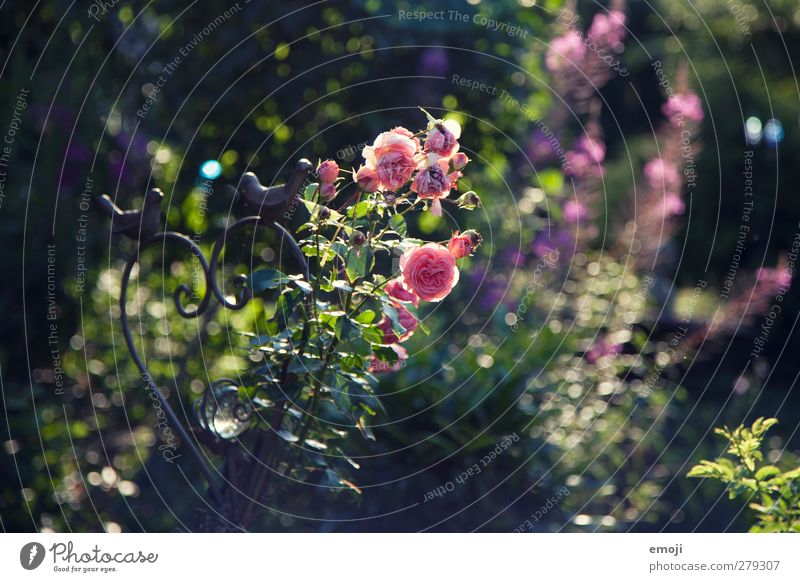 rose Environment Nature Landscape Plant Spring Flower Bushes Rose Park Natural Pink Colour photo Exterior shot Deserted Day Shallow depth of field