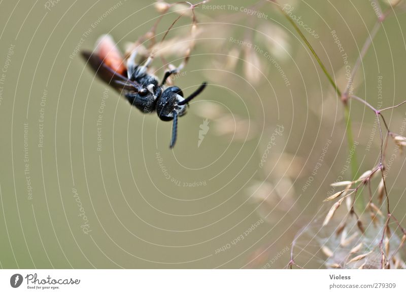 do not hang Animal 1 Hang sawfly wasp face tenthredinidae Colour photo Exterior shot Macro (Extreme close-up) Copy Space left Copy Space bottom Blur