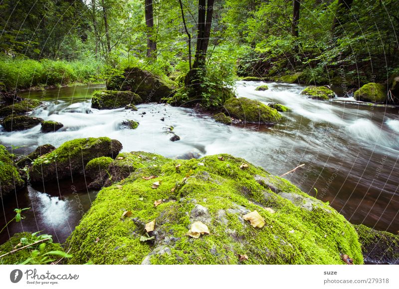 stonewash Environment Nature Landscape Plant Elements Water Moss Rock River bank Oasis Stone Growth Fresh Sustainability Wet Natural Green Idyll Overgrown