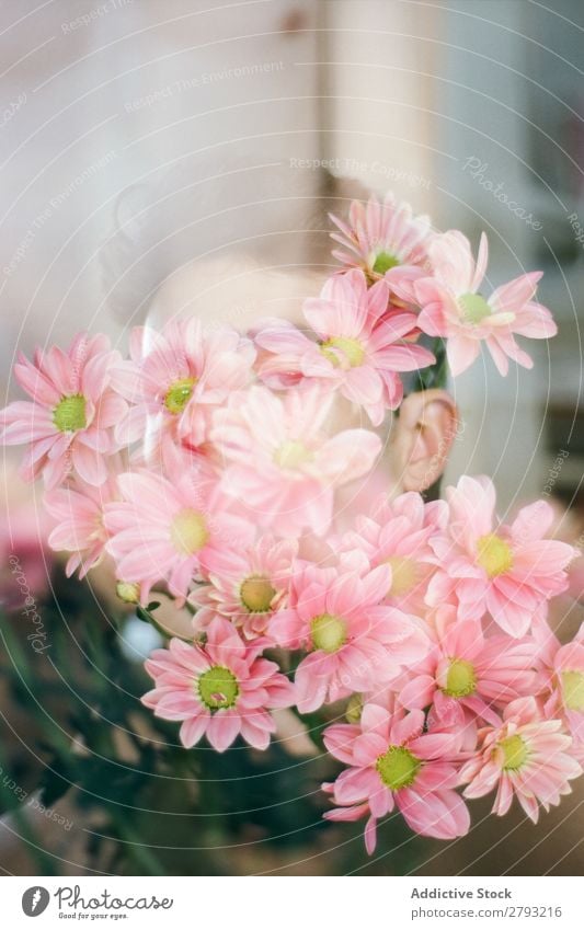 Face of young man with pink flowers Man Flower Bouquet Guy Fresh Youth (Young adults) Brunette Rose Pink Surprise Chrysanthemum through window bunch Gift