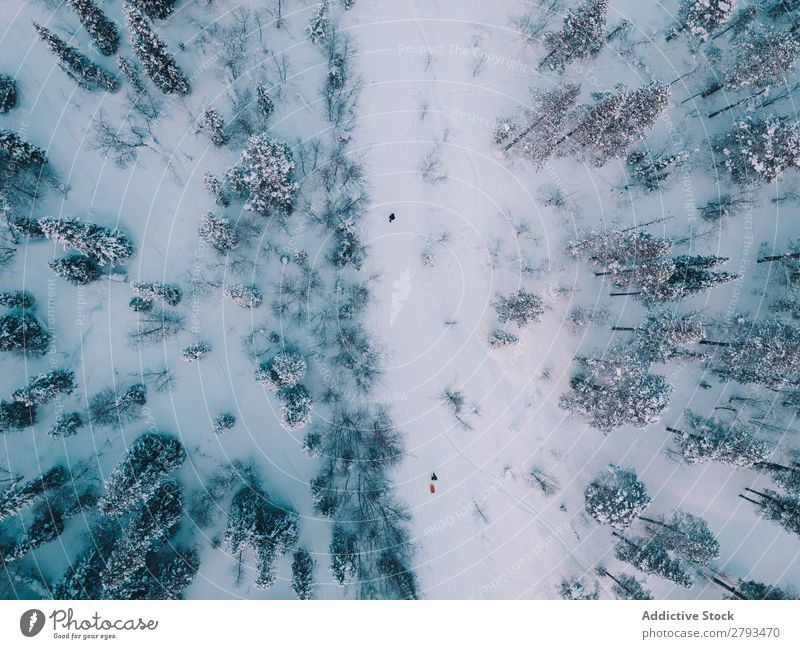 Anonymous people in Arctic forest Human being Forest The Arctic Snow Tree Walking Nature Winter Vacation & Travel Landscape Cold Trip Frozen Action North polar