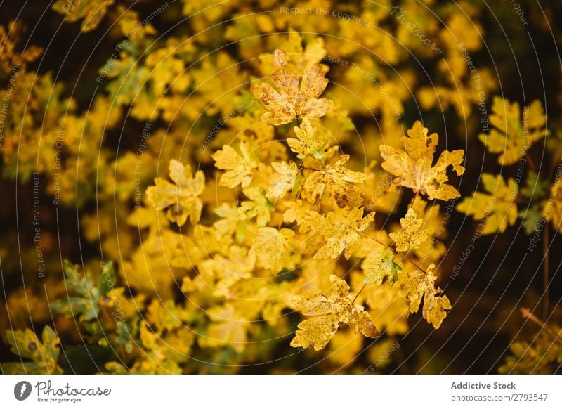 Yellow trees on amazing tree Leaf Tree Autumn Branch of business cantonigros Barcelona Spain Seasons Nature Plant Environment Colour Bright Delicate Fragile