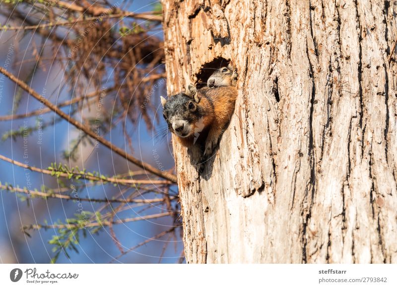 Baby Fox squirrel kit Sciurus niger Mother Adults Infancy Youth (Young adults) Nature Animal Tree Wild animal 2 Baby animal Wood Together Cute Brown