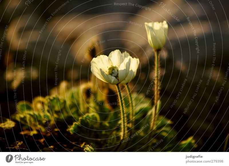 Iceland Environment Nature Plant Flower Blossom Growth Small Natural Beautiful Wild silver root Colour photo Subdued colour Exterior shot Deserted