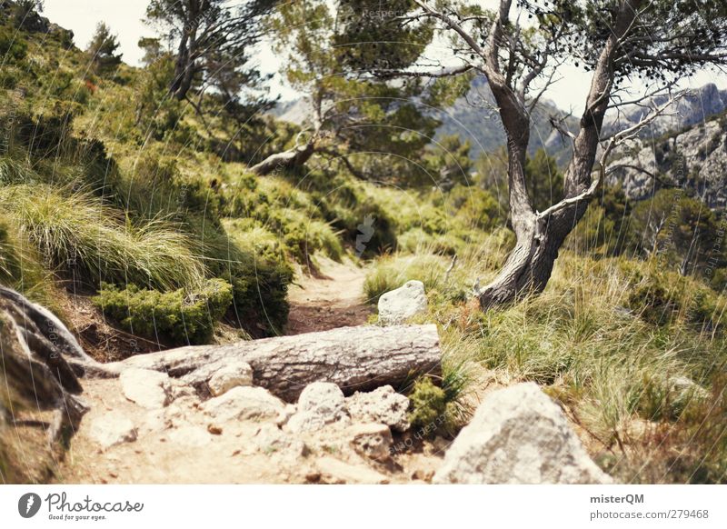 somewhere magic. Environment Nature Landscape Plant Earth Esthetic Tree Lanes & trails Footpath Hiking Forest High plain Stony Freedom Exterior shot Majorca