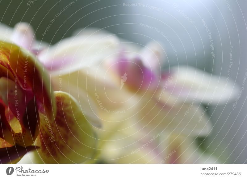 blossom Plant Spring Flower Orchid Blossom Pot plant Exotic Green Pink Colour photo Exterior shot Macro (Extreme close-up) Deserted Blur