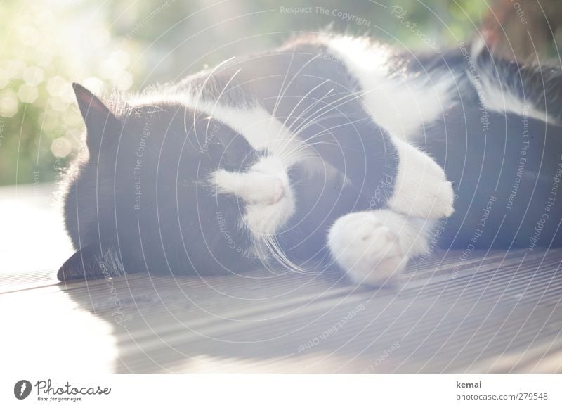 backlit pussy boy Living or residing Terrace Wooden floor Nature Animal Pet Cat Pelt Paw 1 To enjoy Lie Sleep Black White Serene Calm Whisker Relaxation Shadow